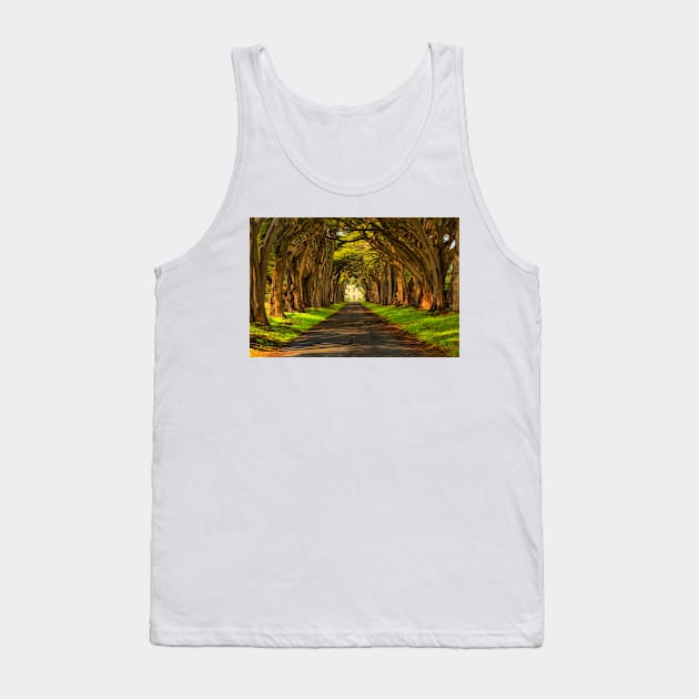 Cypress Tunnel Afternoon Glow Tank Top by AdamJewell